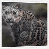 Muursticker - Omkijkend Nieuwsgierig Luipaard - 100x100 cm Foto op Muursticker