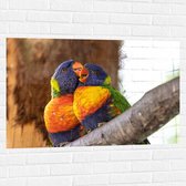 Muursticker - Meerkleurige Lori Vogels op Boomstam - 105x70 cm Foto op Muursticker