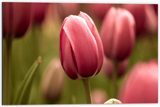 Dibond - Prachtige Volgroeide Roze Gekleurde Tulpen - 60x40 cm Foto op Aluminium (Met Ophangsysteem)