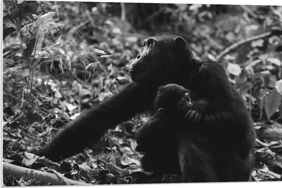 WallClassics - PVC Schuimplaat - Chimpansee Moeder met haar Jong (zwart- wit) - 90x60 cm Foto op PVC Schuimplaat (Met Ophangsysteem)