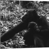 WallClassics - Dibond - Chimpansee Moeder met haar Jong (zwart- wit) - 80x80 cm Foto op Aluminium (Wanddecoratie van metaal)