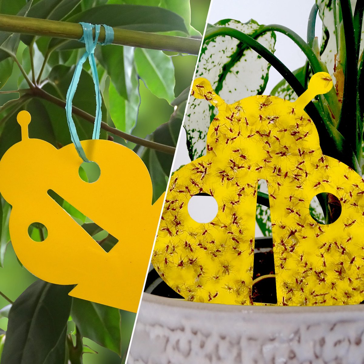 10 gele Vangkaartjes - Rouwvliegjes bestrijden - Varenrouwmug bestrijden - vangplaatjes tegen rouwvliegjes - Plakstrips - Vangplaten