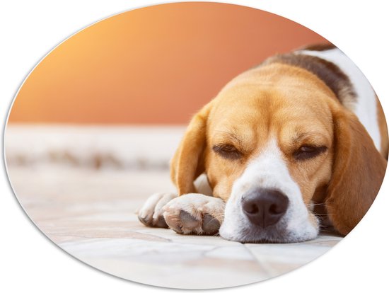 PVC Schuimplaat Ovaal - Rustende Beagle Puppy in Oranje Licht - 80x60 cm Foto op Ovaal (Met Ophangsysteem)