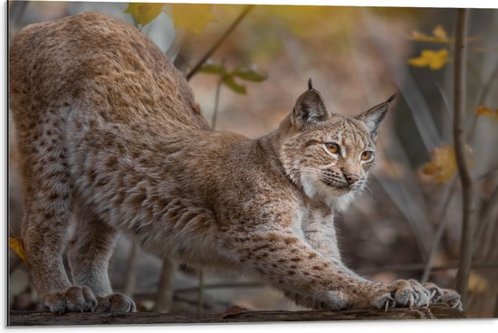 Dibond - Strekkende Lynx tussen de Gele Bloemetjes - 75x50 cm Foto op Aluminium (Wanddecoratie van metaal)