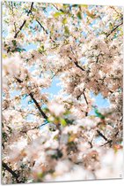 Tuinposter – Licht Roze met Witte Bloesem - 100x150 cm Foto op Tuinposter (wanddecoratie voor buiten en binnen)