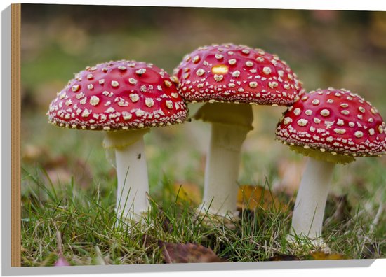 Hout - Rood met Witte Stippen Paddestoel - Vliegenzwam - 75x50 cm - 9 mm dik - Foto op Hout (Met Ophangsysteem)