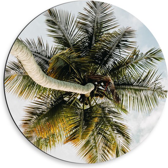 Dibond Muurcirkel - Palmboom vanaf onder - 50x50 cm Foto op Aluminium Muurcirkel (met ophangsysteem)