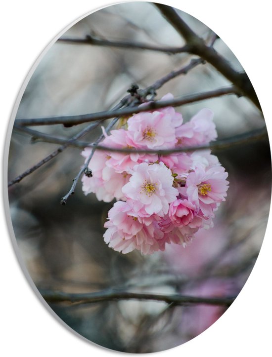 PVC Schuimplaat Ovaal - Licht Roze Bloemen aan een Tak - Sakura - 21x28 cm Foto op Ovaal (Met Ophangsysteem)