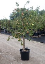 Fruithof oude boom - appelboom - malus domestica Junami - 12 jaar