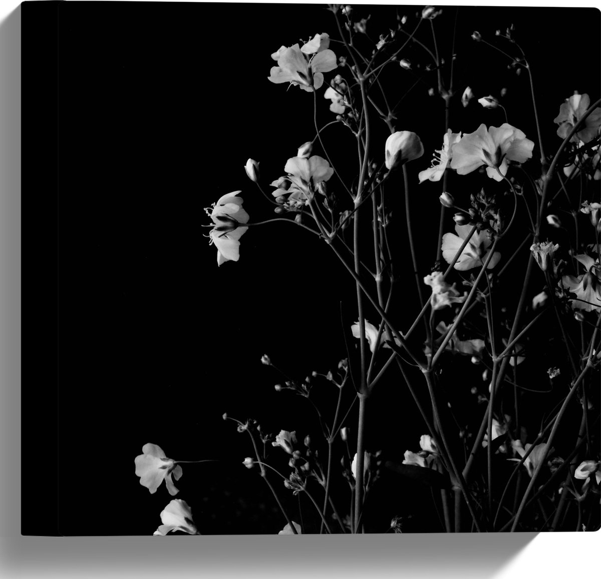 Canvas - Sluierkruid Bloemen Zwart/Wit - 30x30 cm Foto op Canvas Schilderij (Wanddecoratie op Canvas)