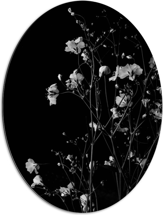 Dibond Ovaal - Sluierkruid Bloemen Zwart/Wit - 60x80 cm Foto op Ovaal (Met Ophangsysteem)