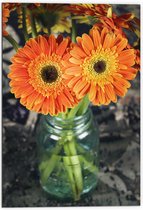 Dibond - Oranje Gerbera Jamesonii Bloemen - 70x105 cm Foto op Aluminium (Wanddecoratie van metaal)