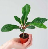 Euphorbia Leuconeura zaden - (10 stuks) - Jewel of Madagascar - Unieke plant soort - Voordeelverpakking