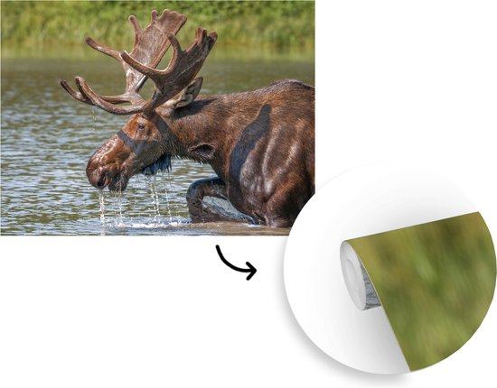 Papier peint photo peint vinyle - Elk couché dans l'eau largeur 300 cm x hauteur 240 cm - Tirage photo sur papier peint (disponible en 7 tailles)