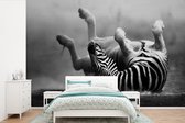 Behang - Fotobehang Zebra - Dieren - Zwart - Wit - Breedte 360 cm x hoogte 240 cm