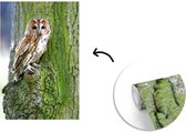 Papier peint photo en vinyle - Un hibou fauve sur un arbre avec mousse largeur 150 cm x hauteur 220 cm - Tirage photo sur papier peint (disponible en 7 tailles)