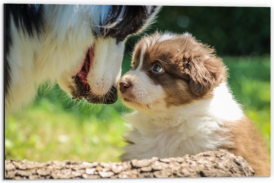 WallClassics - Dibond - Bruin met Wit Hondje met Moeder - 60x40 cm Foto op Aluminium (Met Ophangsysteem)