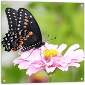 Tuinposter – Zwart met Oranje Papilio Vlinder op Lichtroze Bloem - 80x80 cm Foto op Tuinposter (wanddecoratie voor buiten en binnen)