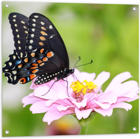 Tuinposter – Zwart met Oranje Papilio Vlinder op Lichtroze Bloem - 80x80 cm Foto op Tuinposter (wanddecoratie voor buiten en binnen)