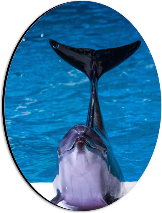 WallClassics - Dibond Ovaal - Blije Dolfijn voor het Water - 21x28 cm Foto op Ovaal (Met Ophangsysteem)