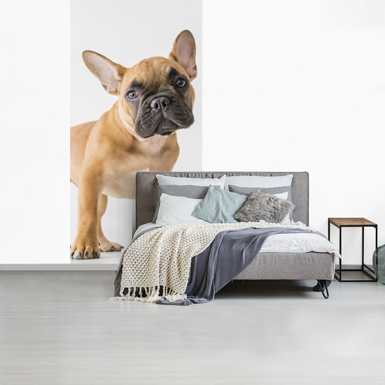 Behang - Fotobehang Franse Bulldog - Bruin - Wit - Breedte 120 cm x hoogte 240 cm
