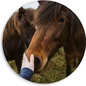 WallClassics - Cercle mural en panneau de mousse PVC - Cheval brun avec main humaine - Photo 30 x 30 cm sur cercle mural (avec système de suspension)