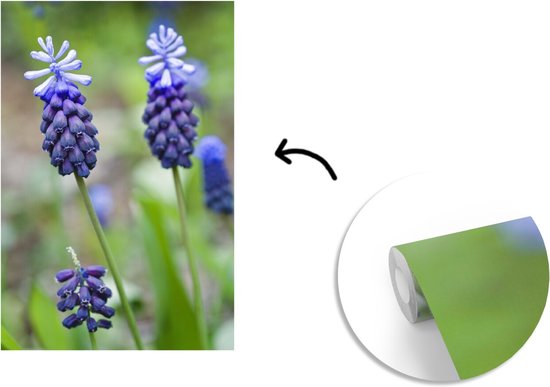 Papier peint photo vinyle - Jacinthes de raisin dans une pelouse largeur 160 cm x hauteur 240 cm - Tirage photo sur papier peint (disponible en 7 tailles)