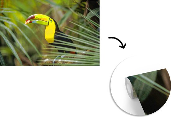 Papier peint Papier peint photo en vinyle - Toucan coloré avec un point rouge sur le bec largeur 450 cm x hauteur 300 cm - Tirage photo sur papier peint (disponible en 7 tailles)