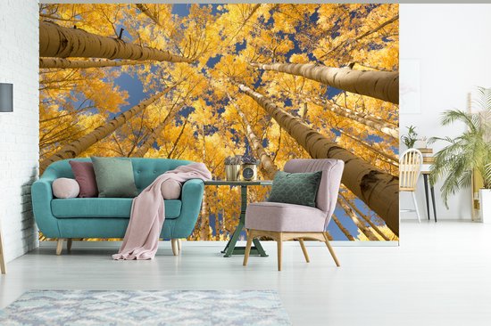 Papier peint - Papier peint Papier peint photo Bouleaux aux feuilles jaunes en perspective de grenouille - Largeur 330 cm x hauteur 220 cm