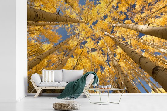 Papier peint - Papier peint Papier peint photo Bouleaux aux feuilles jaunes en perspective de grenouille - Largeur 330 cm x hauteur 220 cm