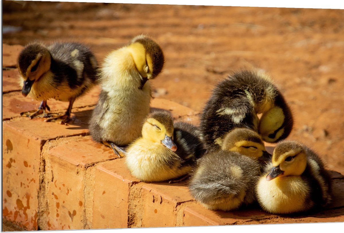 Dibond - Zes Baby Eendjes op Stenen Muurtje - 120x80 cm Foto op Aluminium (Wanddecoratie van metaal)