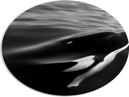 WallClassics - PVC Schuimplaat Ovaal - Zwart met Witte Orka aan het Wateroppervlak (Zwart- wit) - 80x60 cm Foto op Ovaal (Met Ophangsysteem)