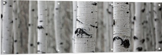 WallClassics - Tuinposter – Bos van Smalle Berkenstammen - 150x50 cm Foto op Tuinposter (wanddecoratie voor buiten en binnen)