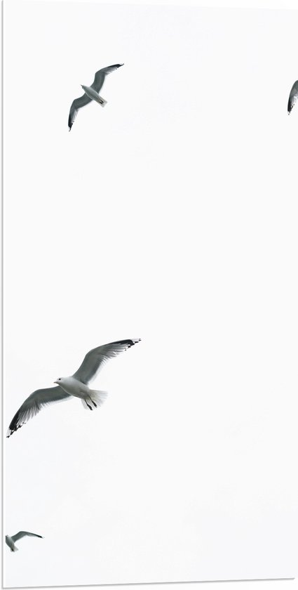 PVC Schuimplaat- Vier Meeuwen Vliegend in de Lucht - 50x100 cm Foto op PVC Schuimplaat