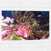 WallClassics - Muursticker - Vissen Zwemmend bij het Koraal - 75x50 cm Foto op Muursticker