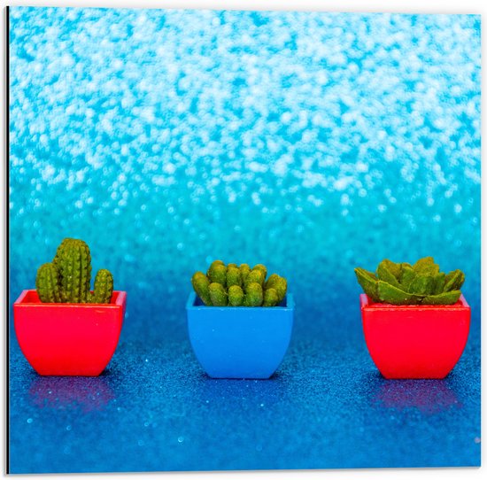 Dibond - Trio van Rode en Blauwe Vaasjes met Groene Vetplanten in Blauwgekleurde Glitter Achtergrond - 50x50 cm Foto op Aluminium (Met Ophangsysteem)