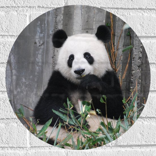 Muursticker Cirkel - Etende Vrolijke Panda - 40x40 cm Foto op Muursticker