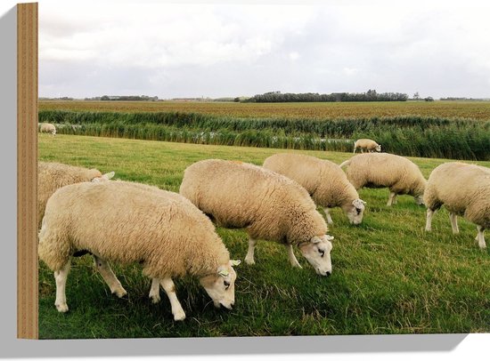 Hout - Schapen in de Groene Wei - 40x30 cm - 9 mm dik - Foto op Hout (Met Ophangsysteem)