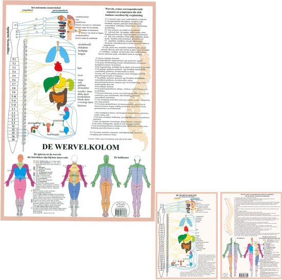Anatomie poster vegetatief zenuwstelsel (Nederlands, gelamineerd, A2 + A4) + ophangsysteem