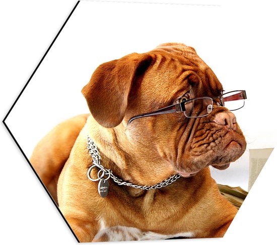 WallClassics - Dibond Hexagon - Opzijkijkende Bruine Hond met Ketting en Leesbril - 50x43.5 cm Foto op Hexagon (Met Ophangsysteem)