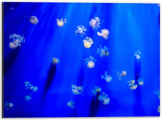 Dibond - Groep Mini Kwallen in het Aquarium - 40x30 cm Foto op Aluminium (Wanddecoratie van metaal)