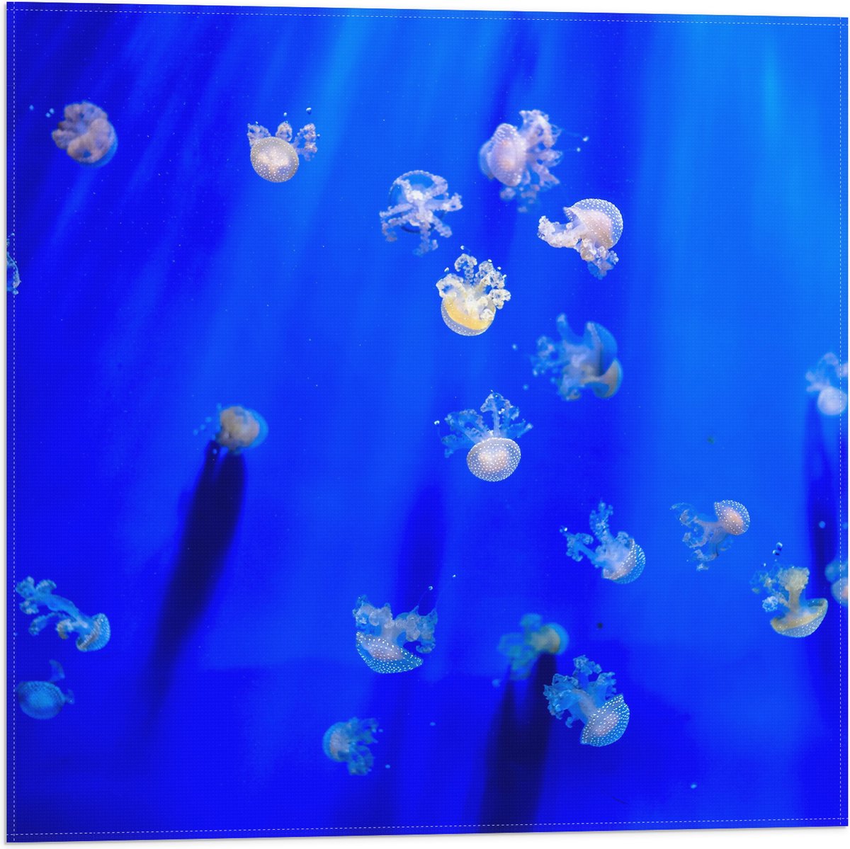 Vlag - Groep Mini Kwallen in het Aquarium - 50x50 cm Foto op Polyester Vlag