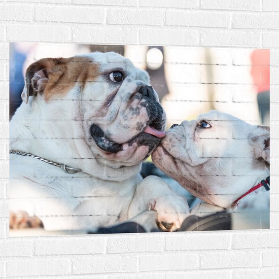 WallClassics - Muursticker - Likkende Bulldog Honden - 100x75 cm Foto op Muursticker