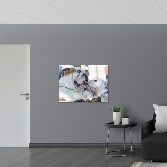 WallClassics - Muursticker - Chiens Bouledogue Léchant - 100x75 cm Photo sur Muursticker