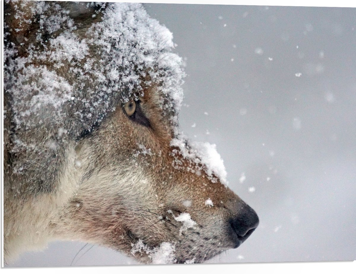 PVC Schuimplaat- Vlokken Sneeuw op Kop van Geconcentreerde Wolf - 80x60 cm Foto op PVC Sch
