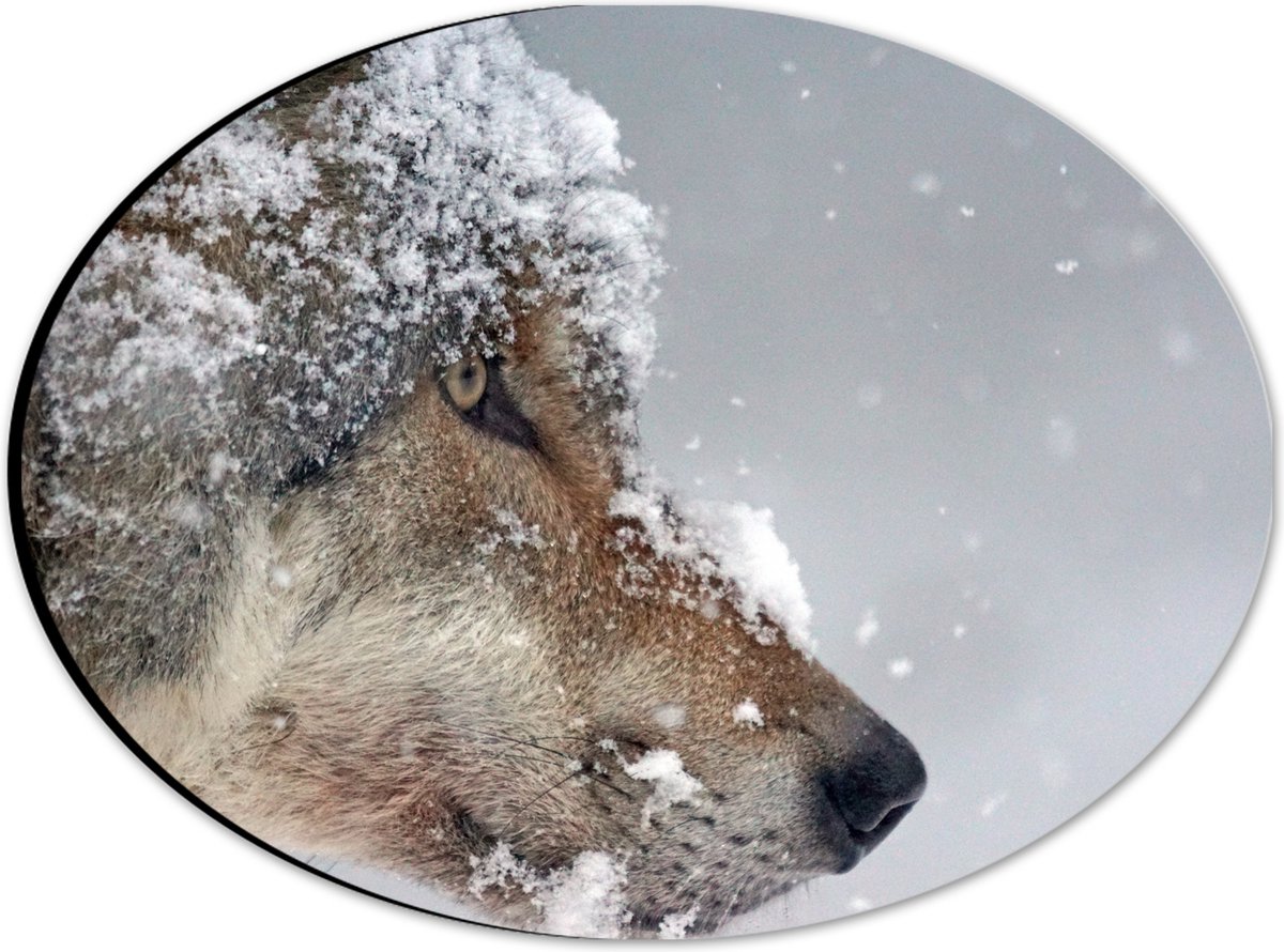 Dibond Ovaal - Vlokken Sneeuw op Kop van Geconcentreerde Wolf - 28x21 cm Foto op Ovaal (Me