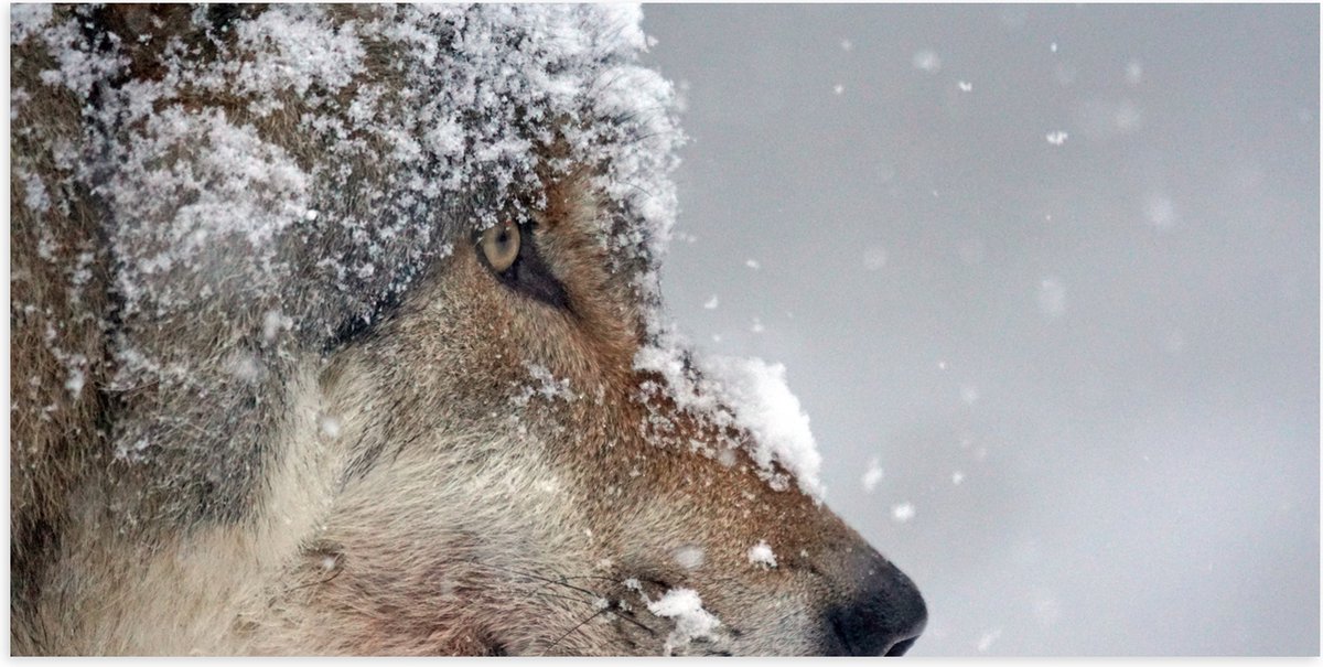 Poster (Mat) - Vlokken Sneeuw op Kop van Geconcentreerde Wolf - 100x50 cm Foto op Posterpa