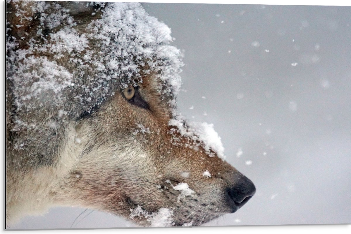 Dibond - Vlokken Sneeuw op Kop van Geconcentreerde Wolf - 75x50 cm Foto op Aluminium (Wand