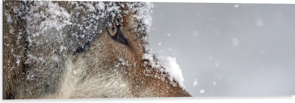 Dibond - Vlokken Sneeuw op Kop van Geconcentreerde Wolf - 120x40 cm Foto op Aluminium (Wan