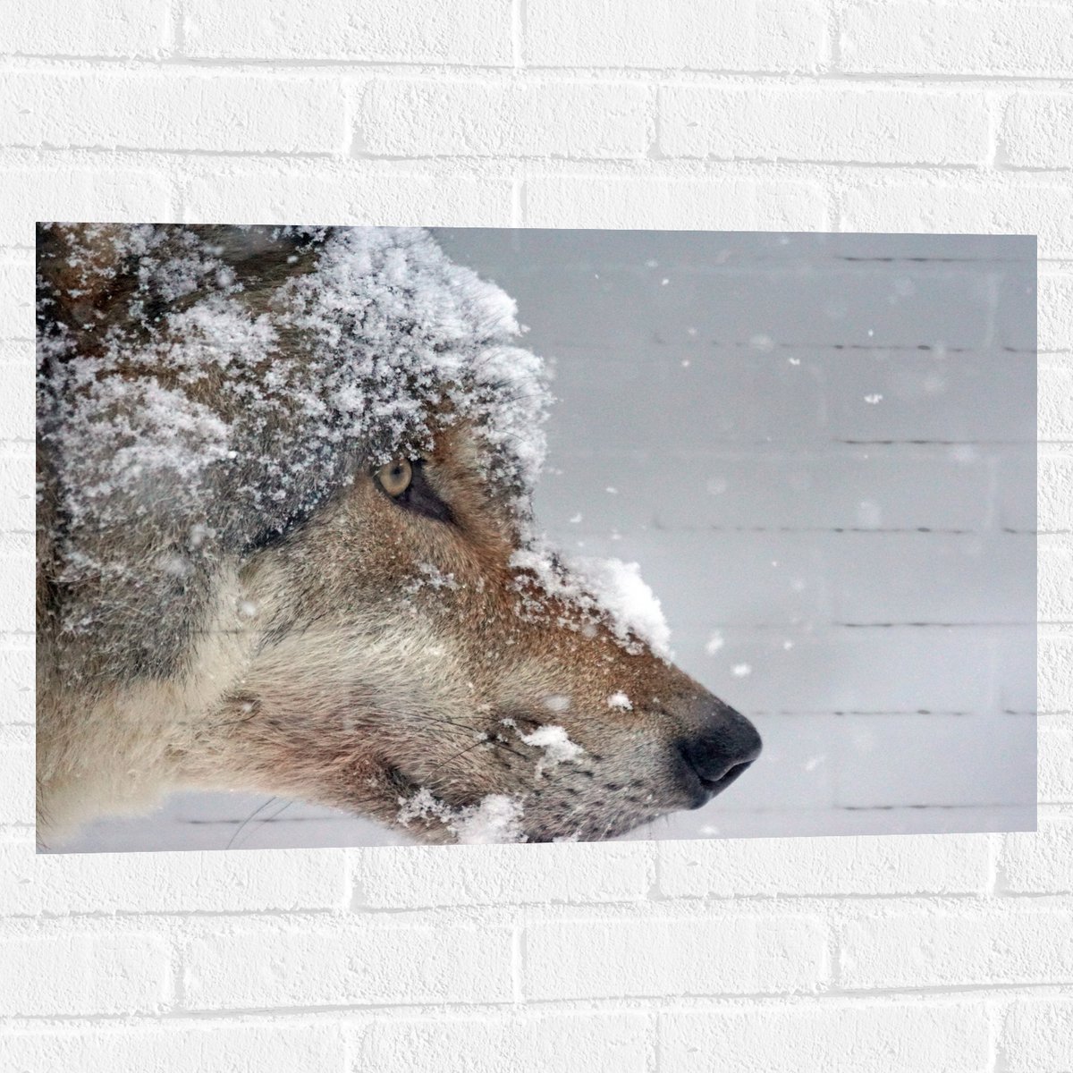 Muursticker - Vlokken Sneeuw op Kop van Geconcentreerde Wolf - 75x50 cm Foto op Muursticke